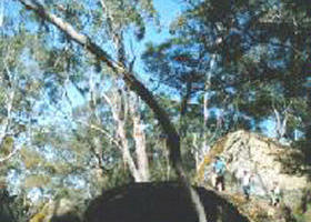 Dergholm State Park - Sunshine Coast Guide 0