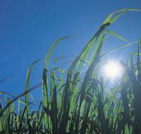 Australian Sugar Industry Museum - Sunshine Coast Guide