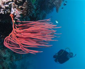 Eddy Reef Dive Site - Sunshine Coast Guide 0
