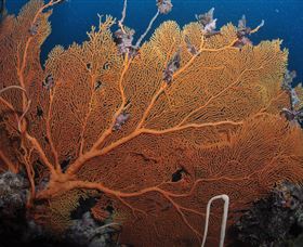 Eddy Reef Dive Site - Sunshine Coast Guide 3