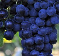 De Bortoli Wines Bilbul - Sunshine Coast Guide