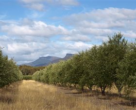 Red Rock Olives - Sunshine Coast Guide 1