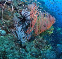 SS Yongala Dive Site - Sunshine Coast Guide
