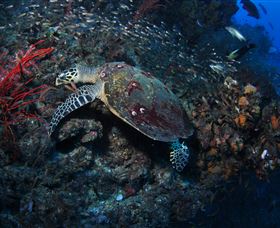 SS Yongala Dive Site - Sunshine Coast Guide 3