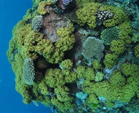 Keeper Reef Dive Site - Sunshine Coast Guide 0