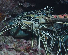 Keeper Reef Dive Site - Sunshine Coast Guide 2