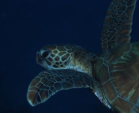 Keeper Reef Dive Site - Sunshine Coast Guide 3