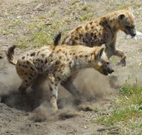 Altina Wildlife Park - Sunshine Coast Guide