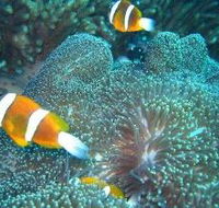 Davies Reef Dive Site - Sunshine Coast Guide