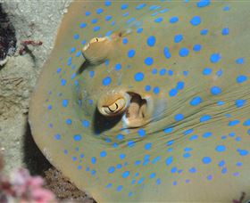 Jorgey's Patch Dive Site - Sunshine Coast Guide 0