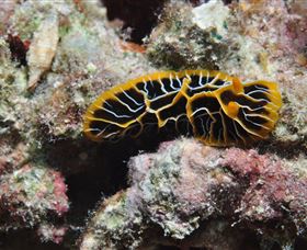 Jorgey's Patch Dive Site - Sunshine Coast Guide 1