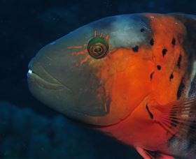 Jorgey's Patch Dive Site - Sunshine Coast Guide 2