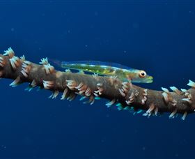 Jorgey's Patch Dive Site - Sunshine Coast Guide 3