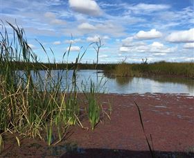 Gwydir Wetlands - Sunshine Coast Guide 0