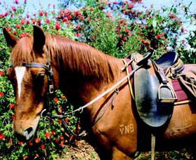 Western Plains Riding Centre - Sunshine Coast Guide 0