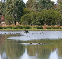 Cussen Park
