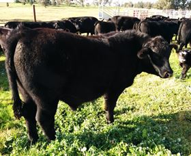 Ochre Arch Farm - Sunshine Coast Guide 2