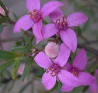 Self Drive Geology and Nature Trails - Sunshine Coast Guide