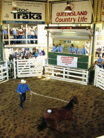 Gracemere Exhibition Complex - Sunshine Coast Guide 0