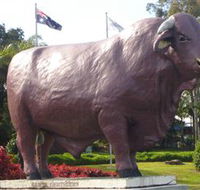 Rockhampton Bull Statues - Sunshine Coast Guide