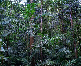 Kutini-Payamu (Iron Range) National Park (CYPAL) - Sunshine Coast Guide 2