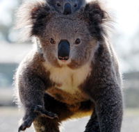 Koalas in Gunnedah - Sunshine Coast Guide