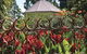 Albury Botanic Gardens - thumb 6