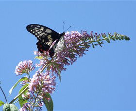 Albury Botanic Gardens - Sunshine Coast Guide 5