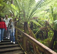 Otway Fly Treetop Adventures - Sunshine Coast Guide