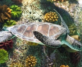 SEA LIFE Melbourne Aquarium - Sunshine Coast Guide 5