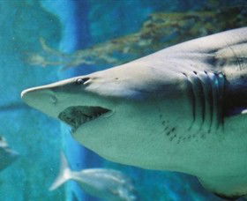 SEA LIFE Melbourne Aquarium - Sunshine Coast Guide 8