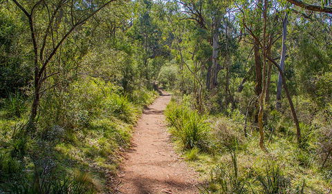 Mares Forest Creek Walking Track - Sunshine Coast Guide 0