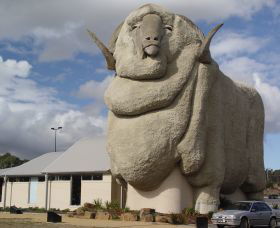Big Merino - Sunshine Coast Guide 0