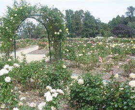 Victoria Park Rose Garden - Sunshine Coast Guide 0