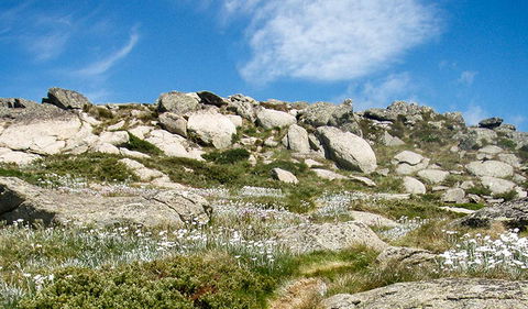 Mount Stillwell Walk - Sunshine Coast Guide 1