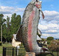 Big Trout - Sunshine Coast Guide