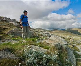 Kosciuszko National Park - Sunshine Coast Guide 3