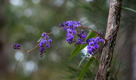 Mann River Nature Reserve - Sunshine Coast Guide 0