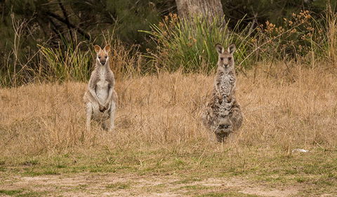 Mann River Nature Reserve - Sunshine Coast Guide 1