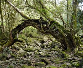 Mitchell River National Park - Sunshine Coast Guide 0