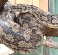 Armadale Reptile Centre - Sunshine Coast Guide