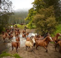 Glenworth Valley Horse Riding - Sunshine Coast Guide