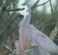 Jack Smith Lake State Game Reserve - Sunshine Coast Guide