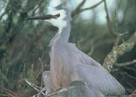 Jack Smith Lake State Game Reserve - Sunshine Coast Guide 0