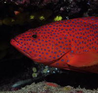 Maori Wrasse Bommie Dive Site - Sunshine Coast Guide