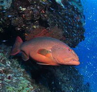 Anchor Bommie Dive Site - Sunshine Coast Guide