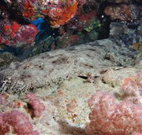 Lighthouse Bommies Dive Site - Sunshine Coast Guide