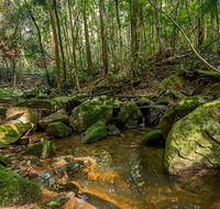 Palm Grove Nature Reserve - Sunshine Coast Guide
