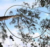 TreeTops Crazy Rider - Sunshine Coast Guide