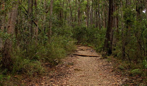Pigeon House Mountain Didthul Walking Track - Sunshine Coast Guide 0